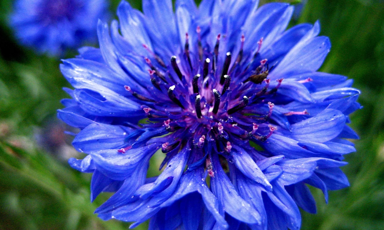 синий, цветок, cornflower, василек, голубой, centaurea, васильки