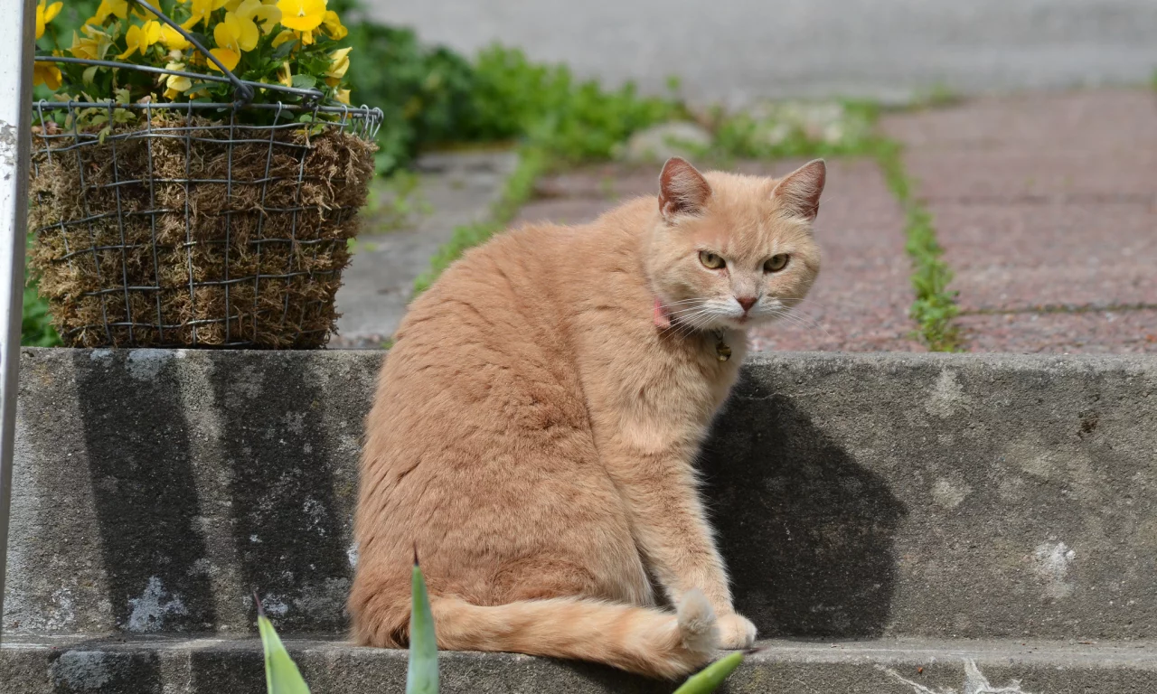 цветы, кот, взгляд, корзина, рыжий, ступени