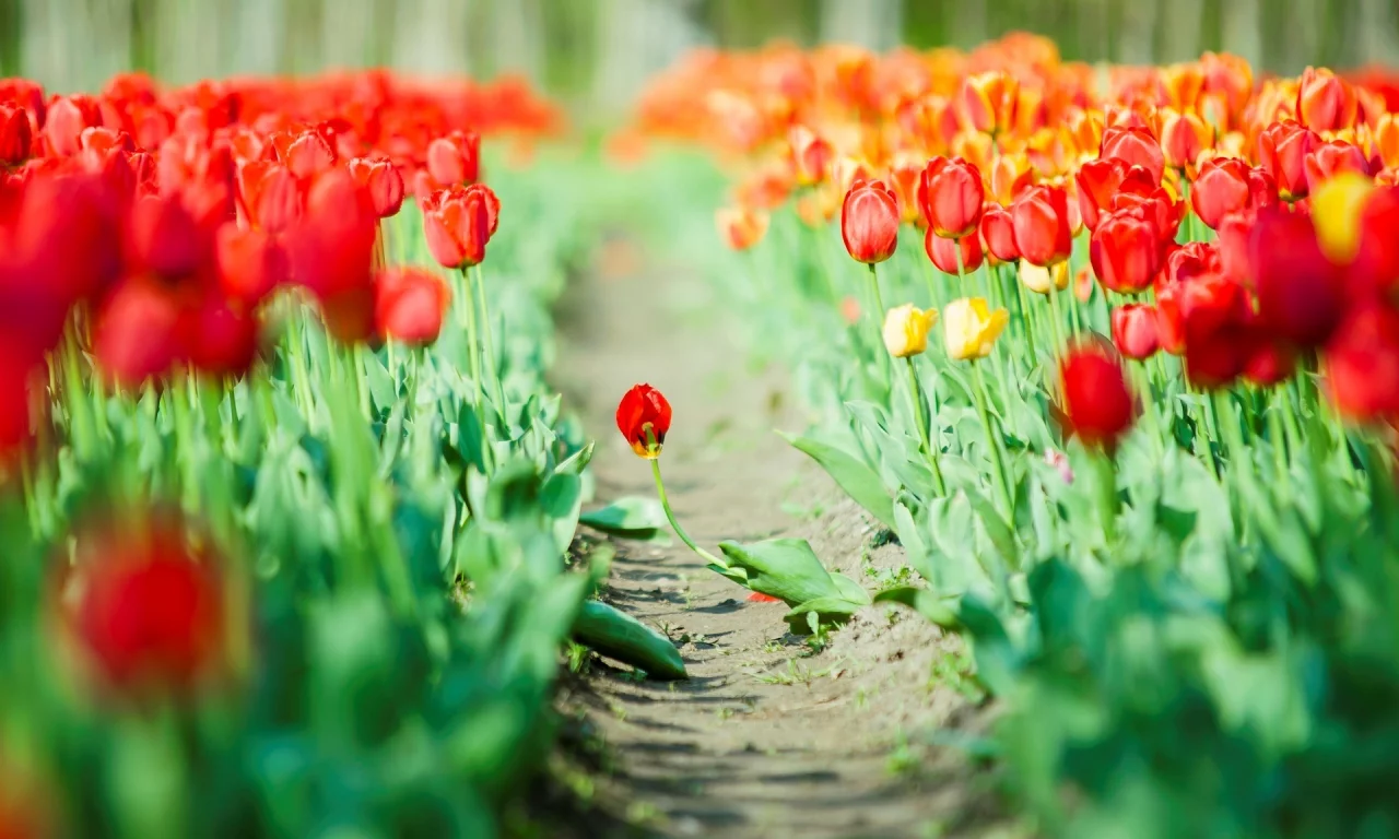 фон, flowers, цветы, листья, тюльпаны, красный, зеленый