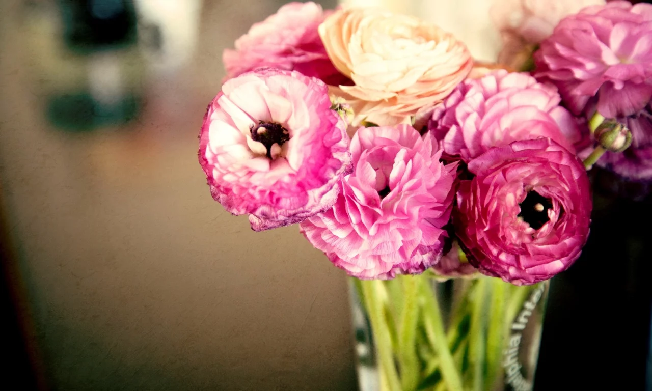 ranunculus, лепестки, бутоны, розовые, цветы, лютики, листья