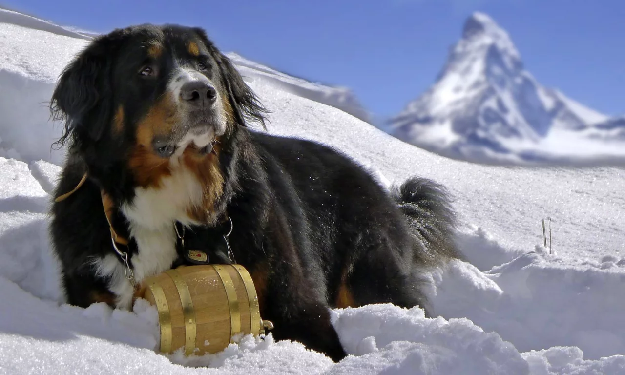 собака, berner sennenhund, снег, dog, горы, бернский зенненхунд