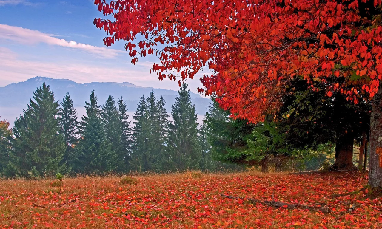 autumn, colors, trees, mountain, leaves, grass