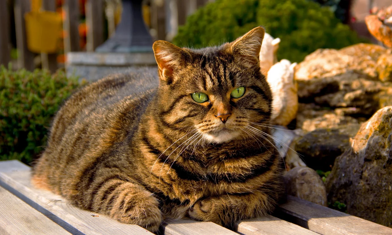 кот, скамейка, зелёные глаза