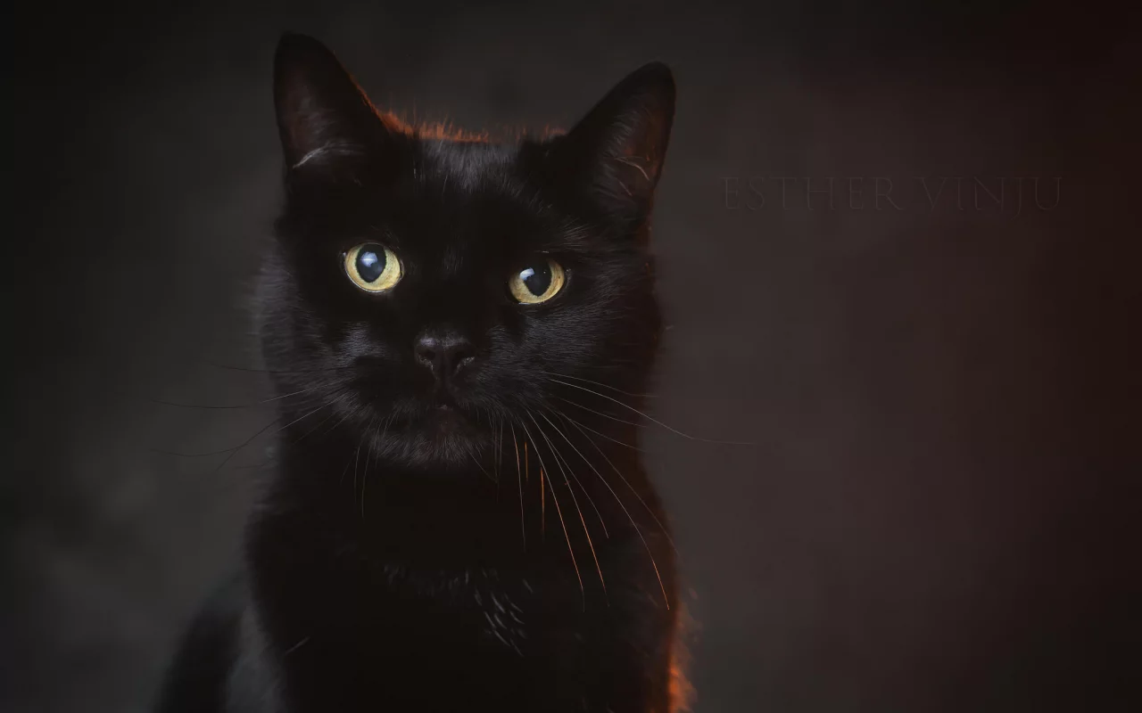кот, взгляд