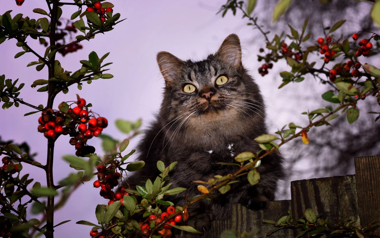 кот, взгляд