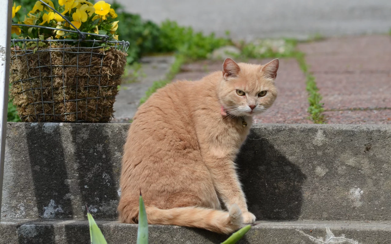 цветы, кот, взгляд, корзина, рыжий, ступени