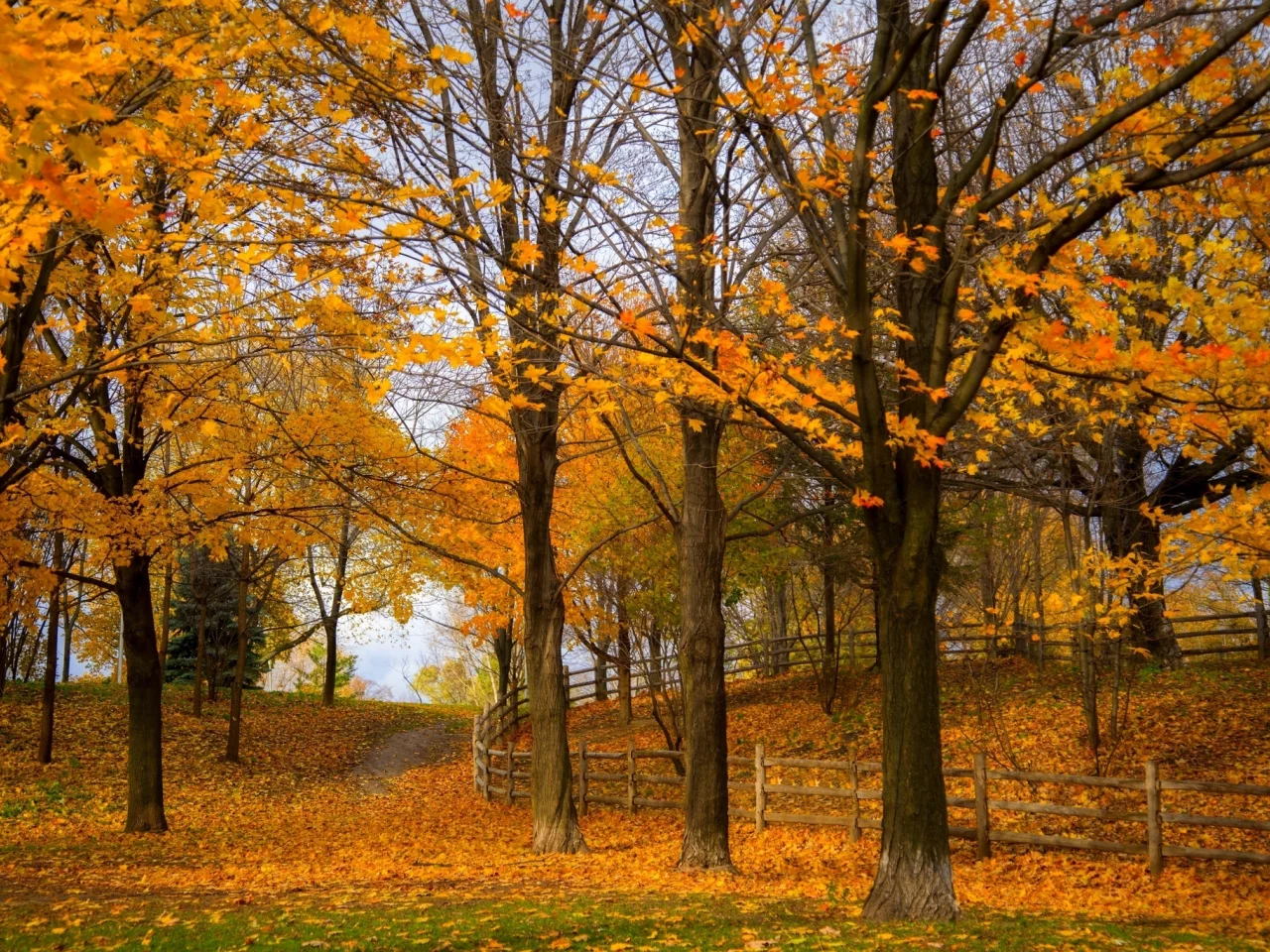 colorful, colors, road, листья, trees, nature, walk, fall, leaves, path, park, forest, autumn