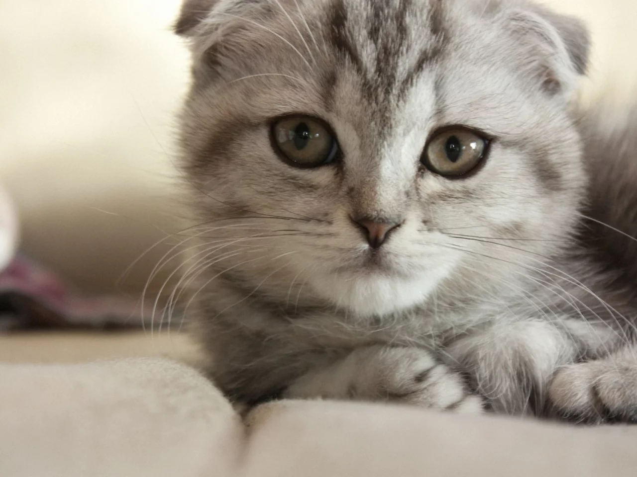кот, кошка, мордочка, серый, лежа