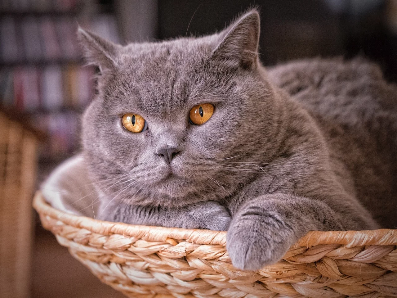 кот, взгляд