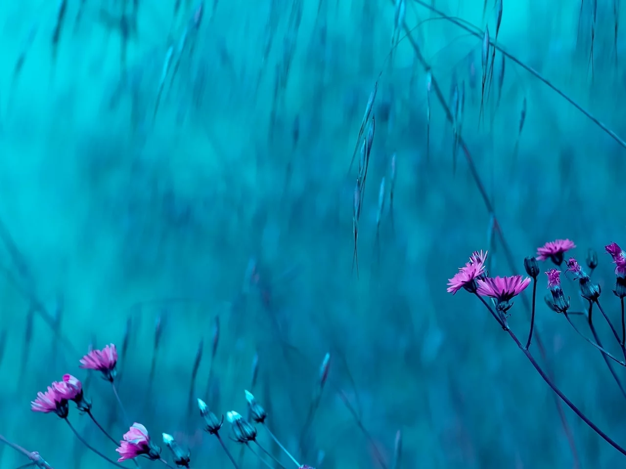 цветы, розовый, цветочки, цветки, голубой, фон, flowers