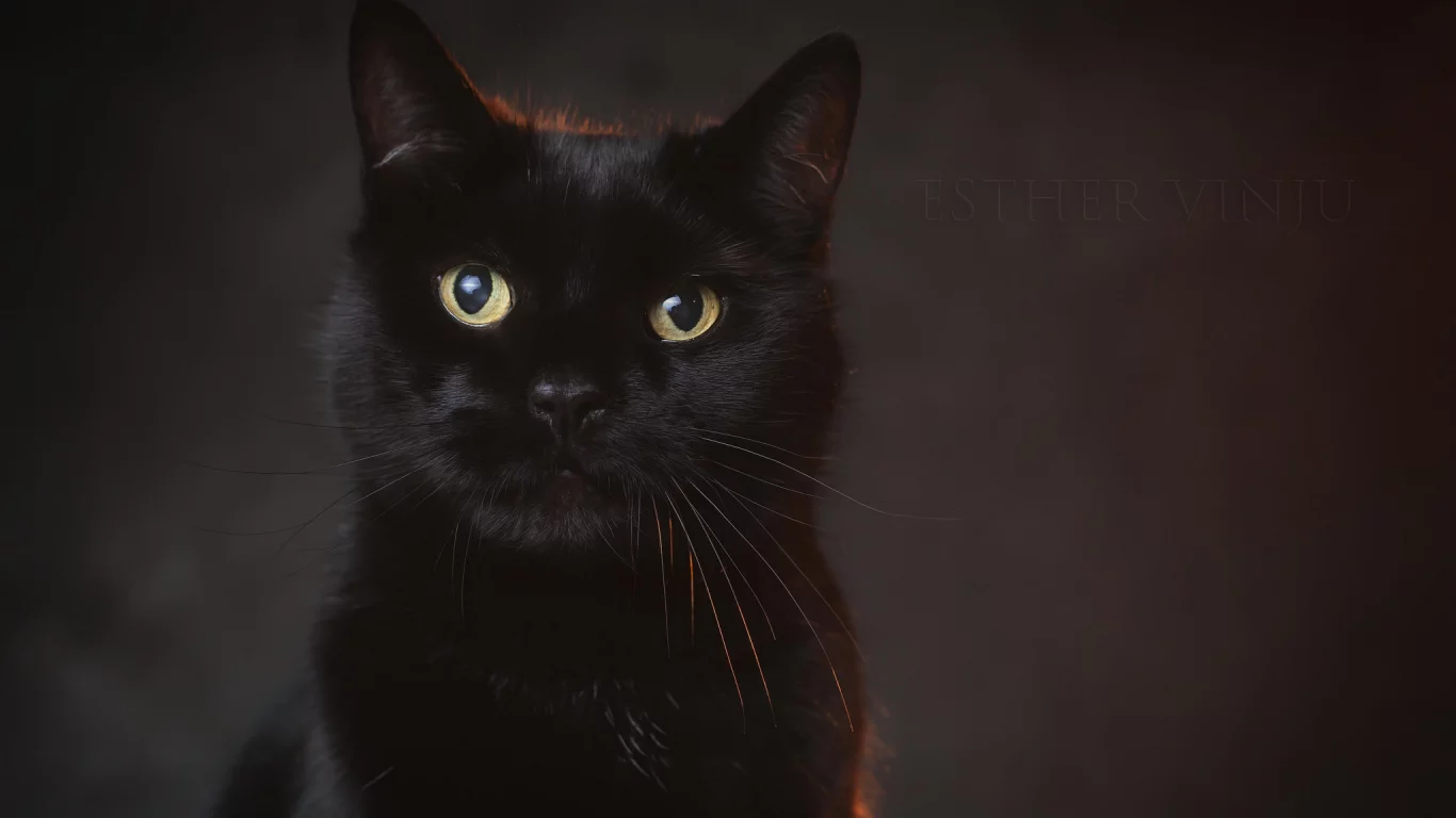 кот, взгляд