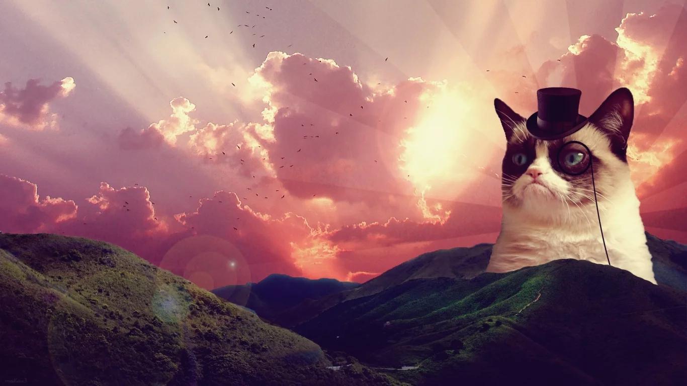 грустный кот, grumpy cat, восход, пейзаж