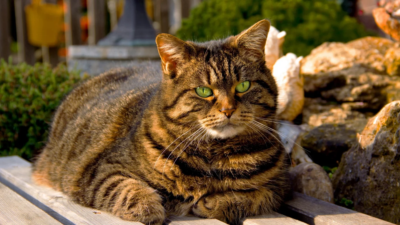кот, скамейка, зелёные глаза