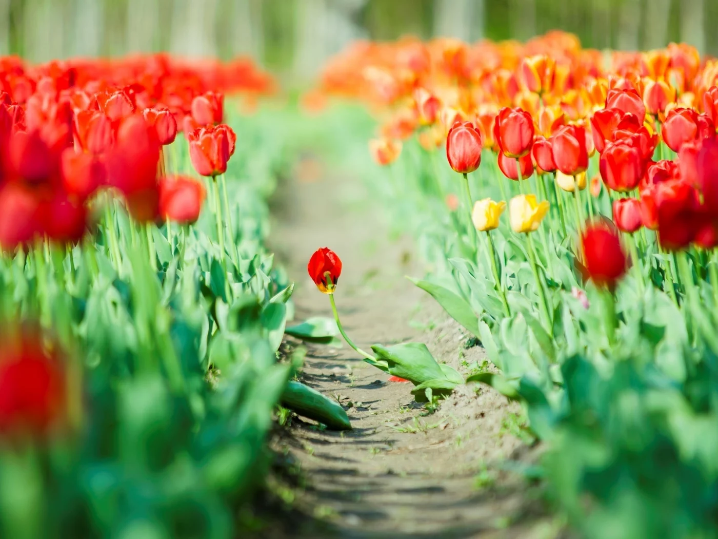 фон, flowers, цветы, листья, тюльпаны, красный, зеленый