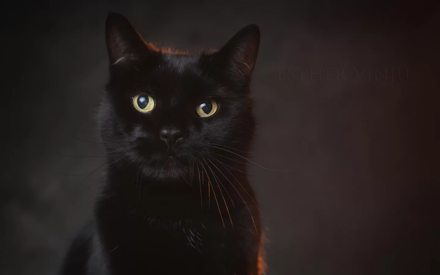 кот, взгляд
