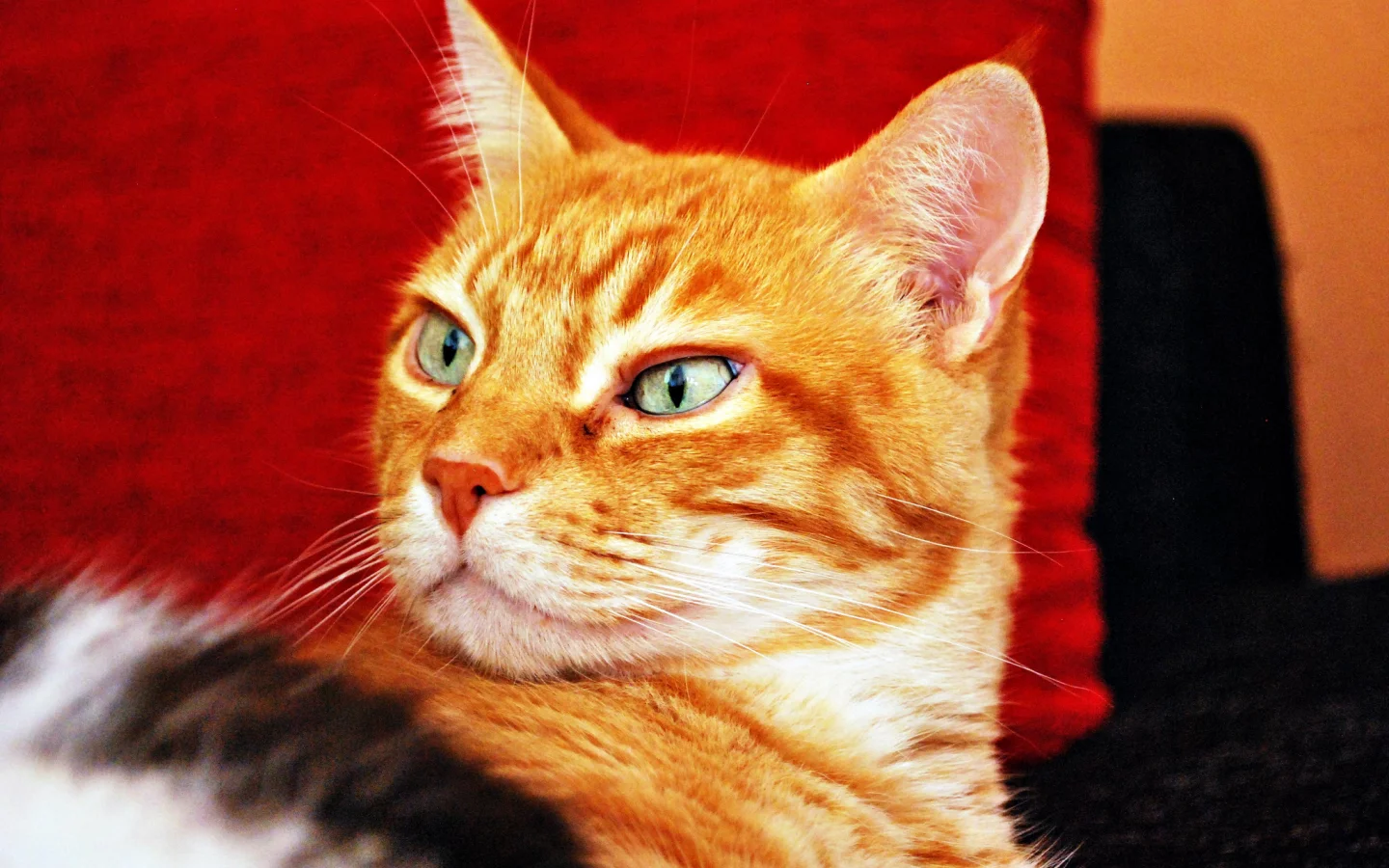 кот, рыжий, кошка, взгляд, фон
