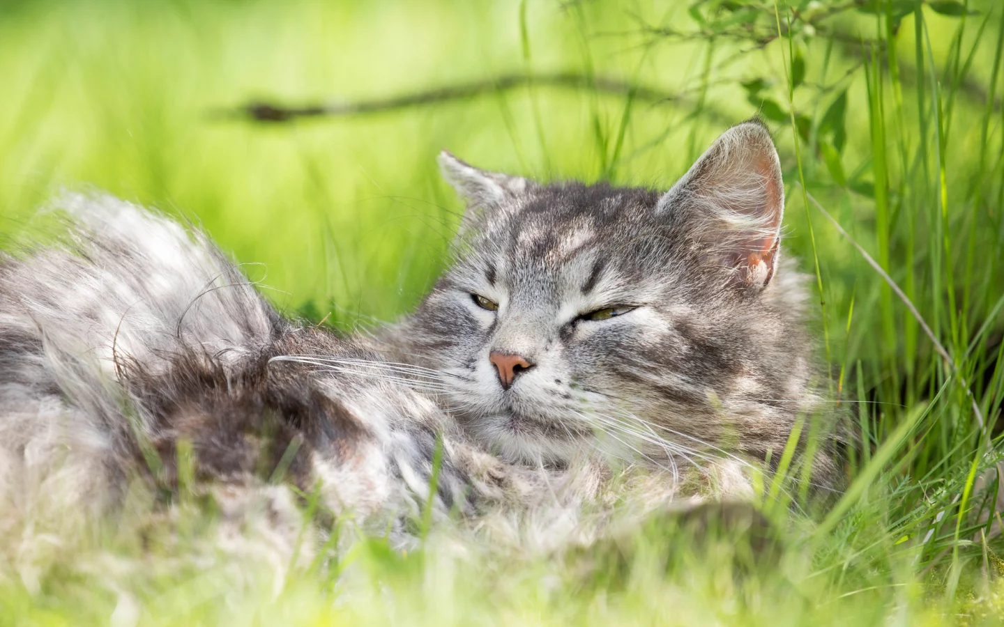 кот, кошак, котяра, лежит, травка