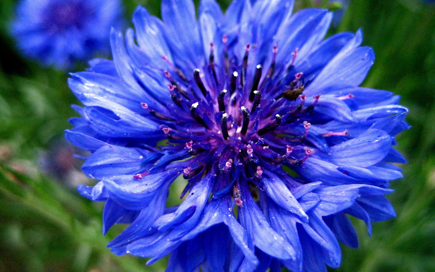 синий, цветок, cornflower, василек, голубой, centaurea, васильки