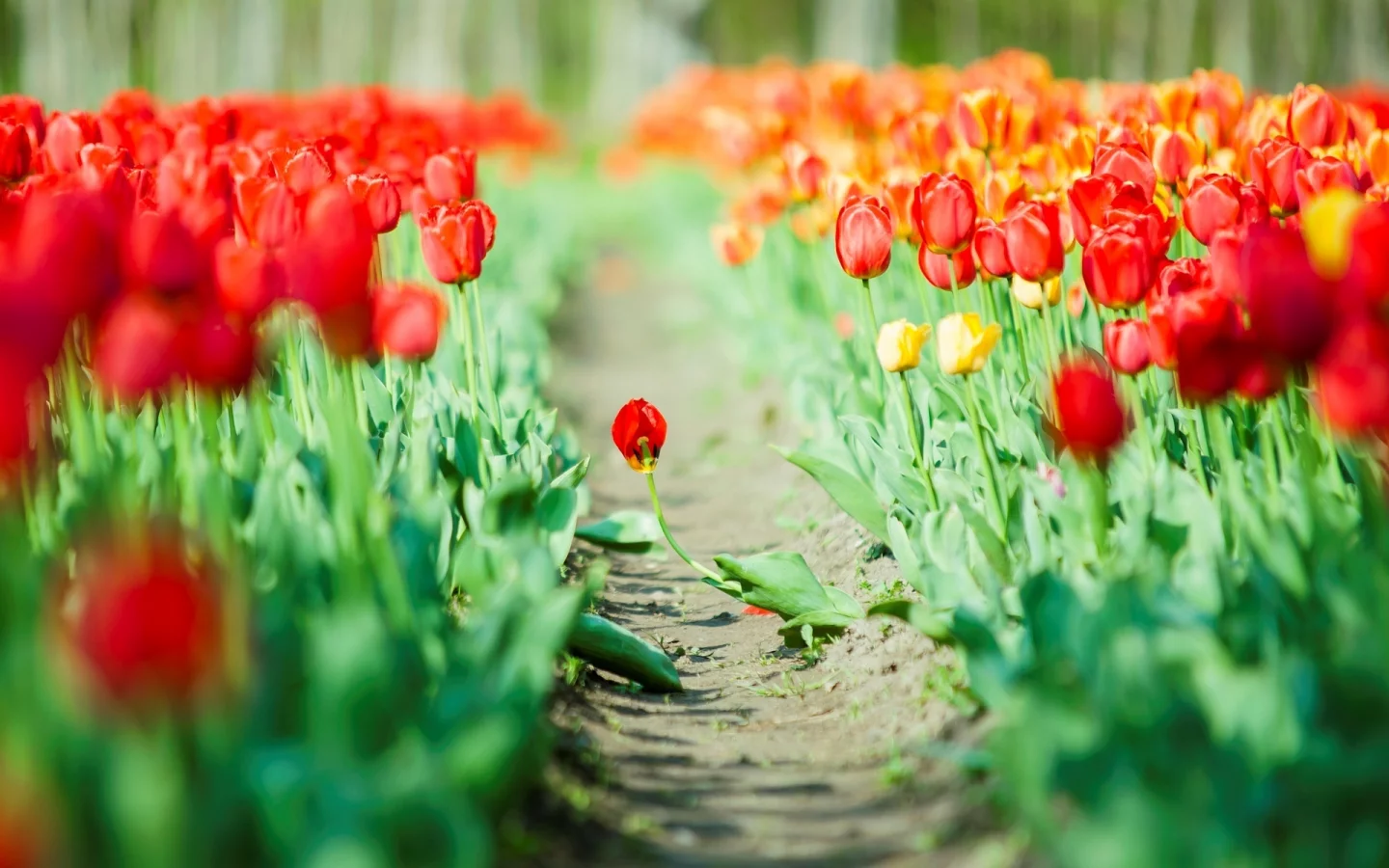 фон, flowers, цветы, листья, тюльпаны, красный, зеленый