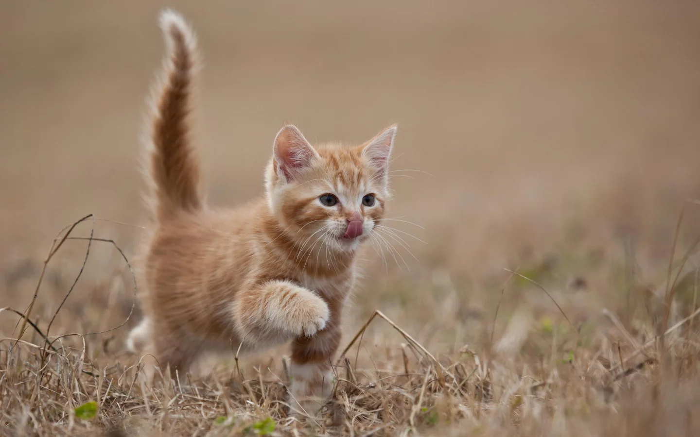котенок, животные, кот, рыжий