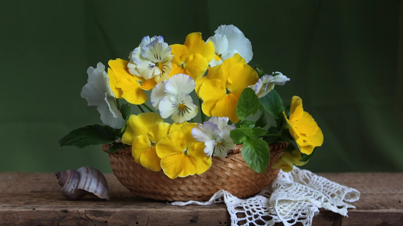 ракушка, анютины глазки