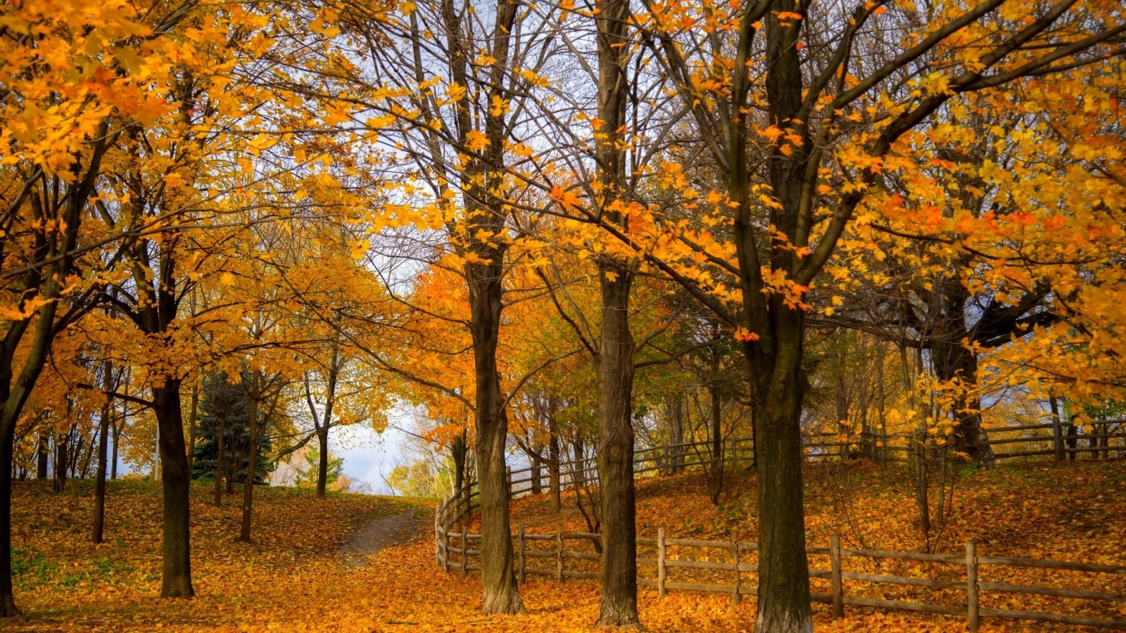 colorful, colors, road, листья, trees, nature, walk, fall, leaves, path, park, forest, autumn