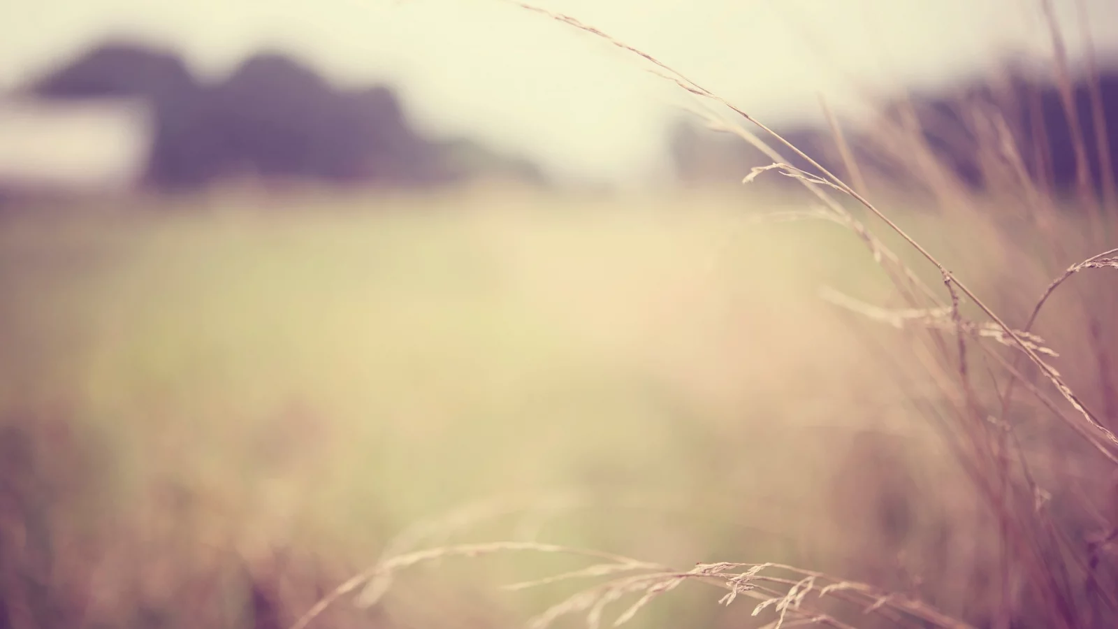 macro, blur, размытие, обои, макро, растение, plant