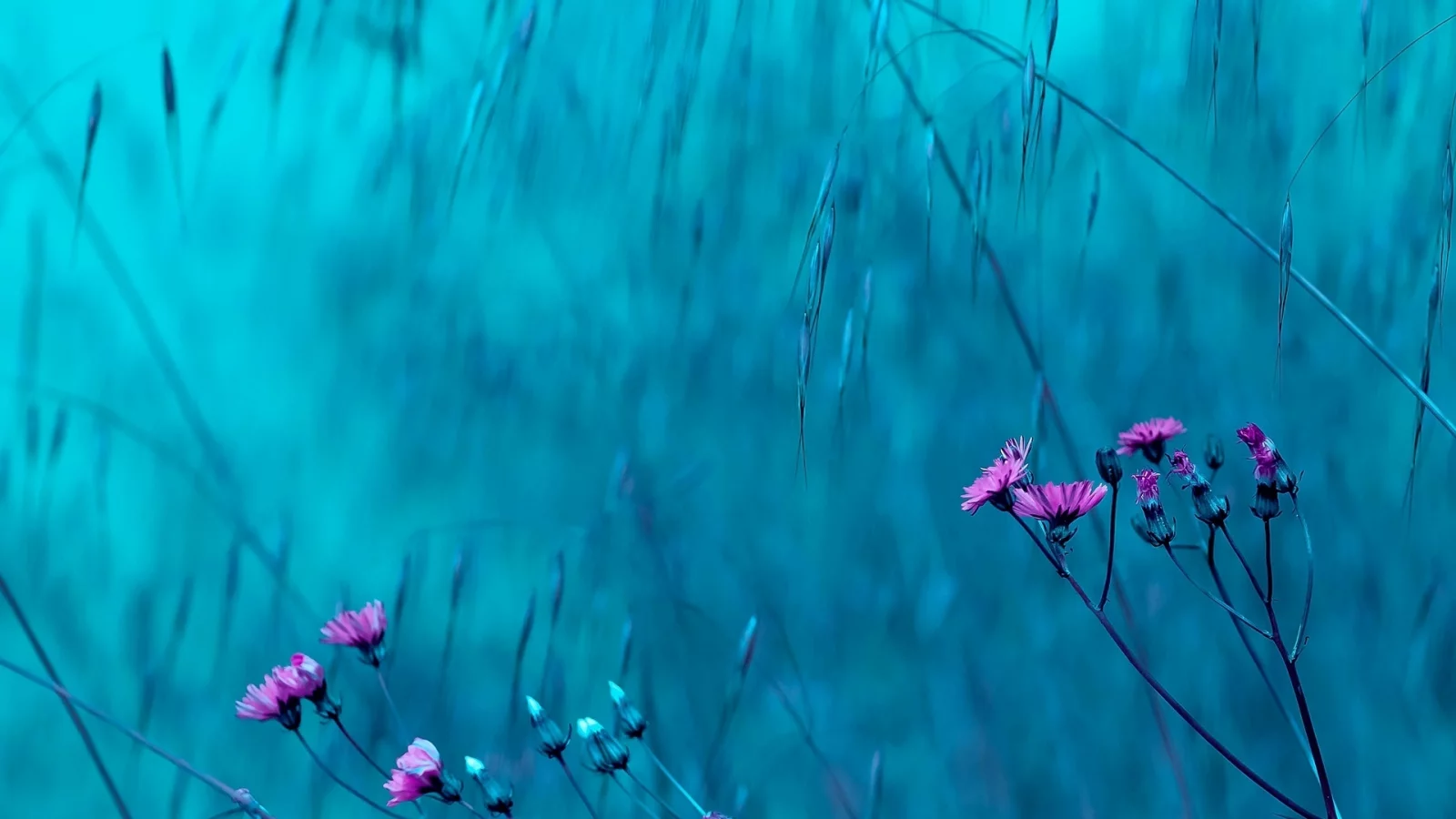 цветы, розовый, цветочки, цветки, голубой, фон, flowers