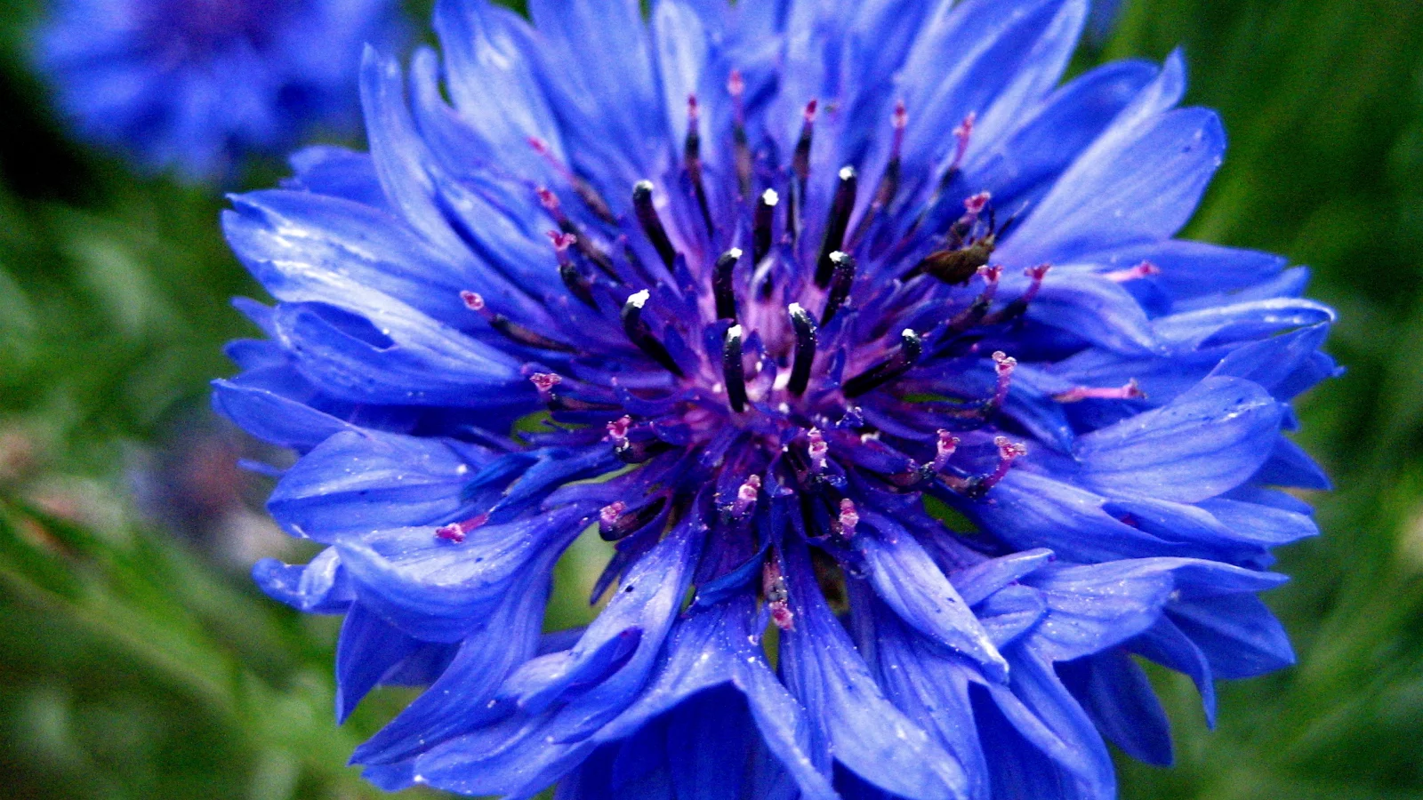 синий, цветок, cornflower, василек, голубой, centaurea, васильки