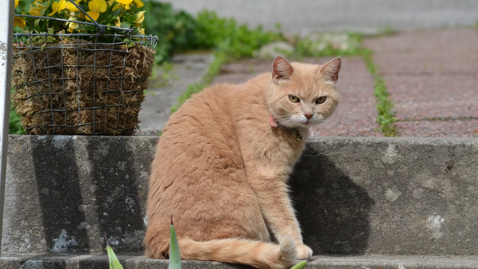 цветы, кот, взгляд, корзина, рыжий, ступени