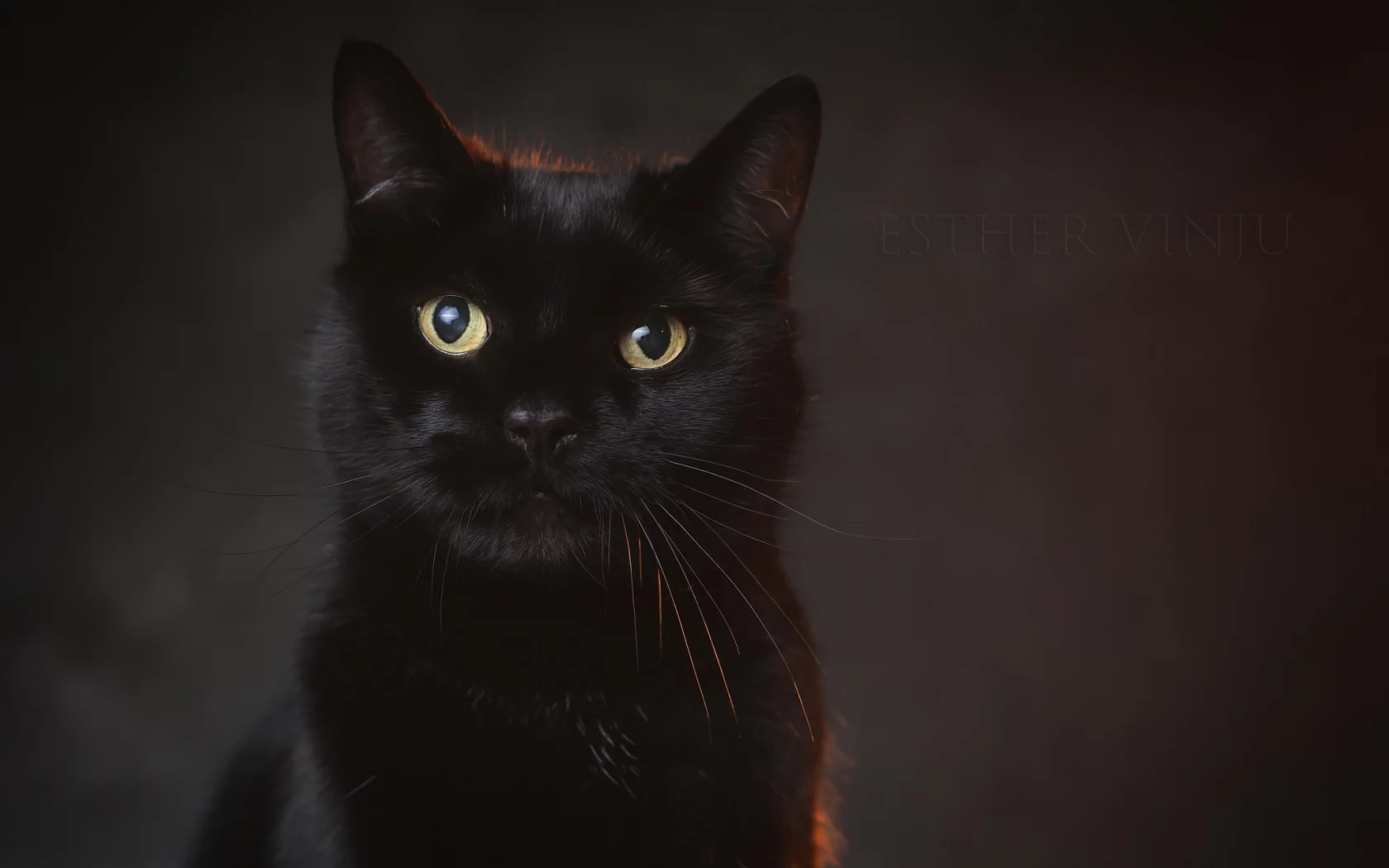 кот, взгляд