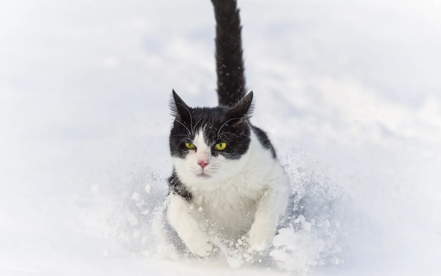 ctambako the jaguar, сугроб, кот, кошка, снег, зима, бежит