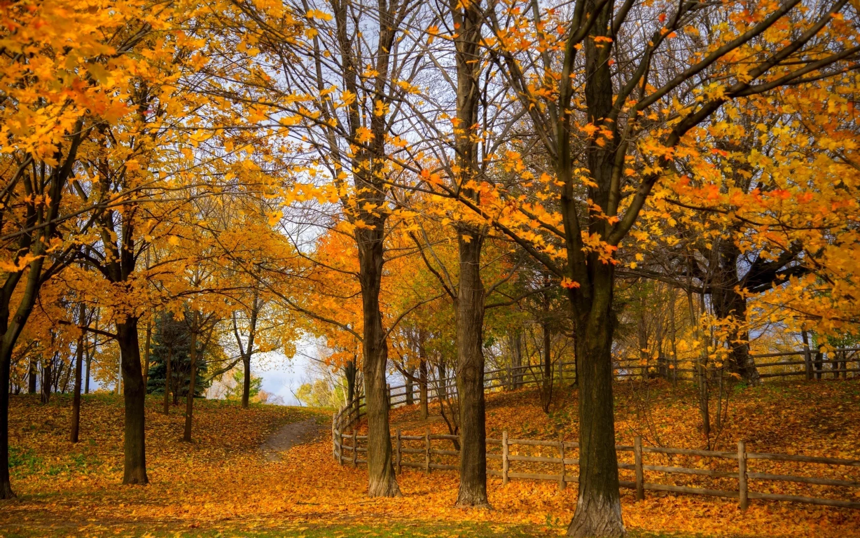 colorful, colors, road, листья, trees, nature, walk, fall, leaves, path, park, forest, autumn