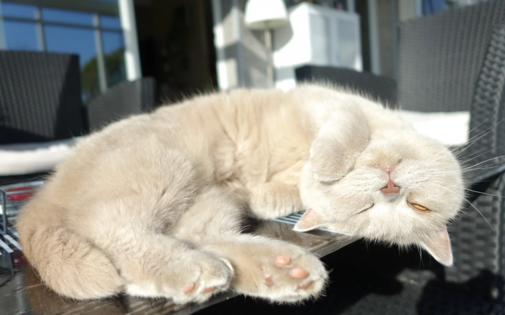 кот, поза