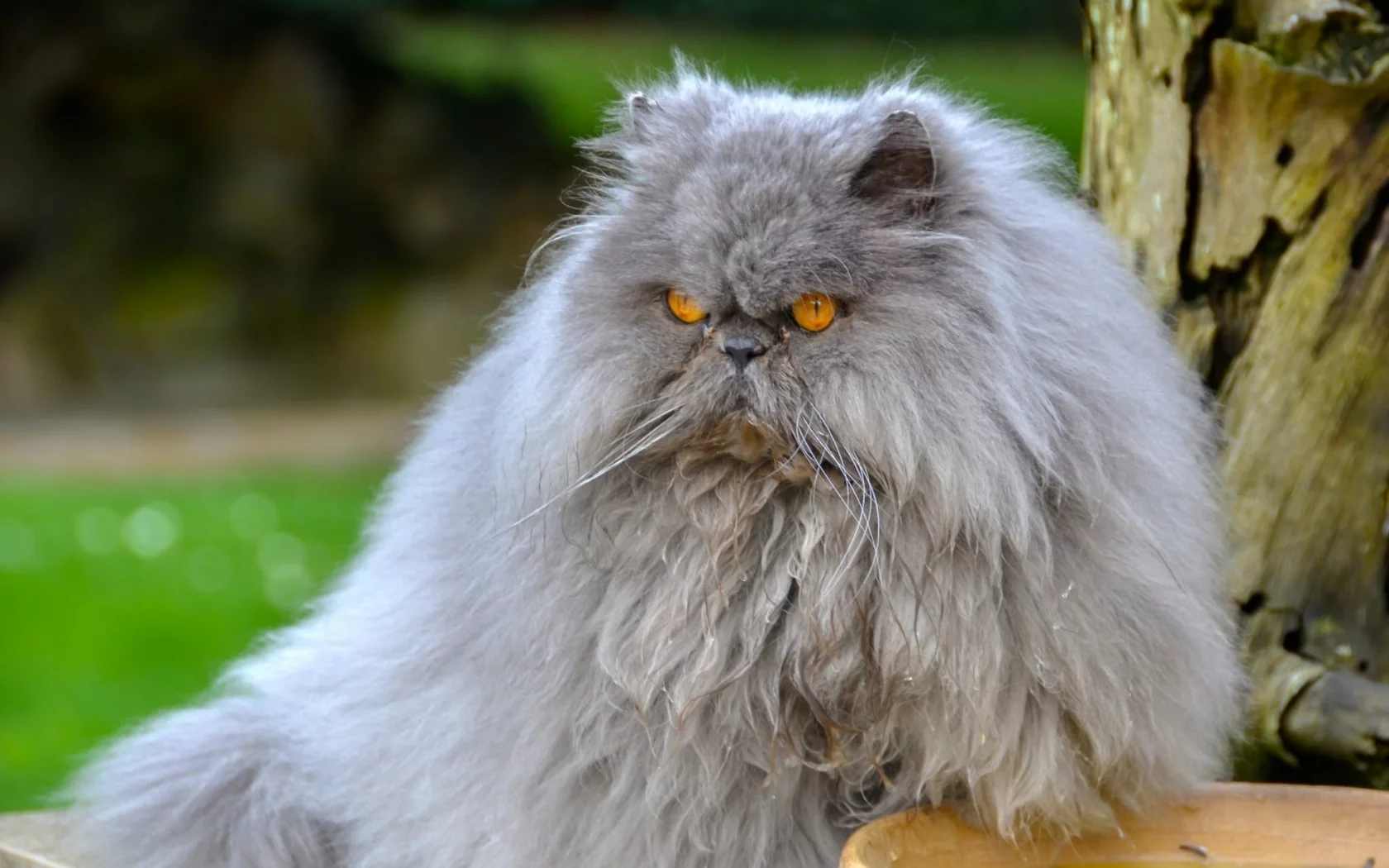 кот, взгляд