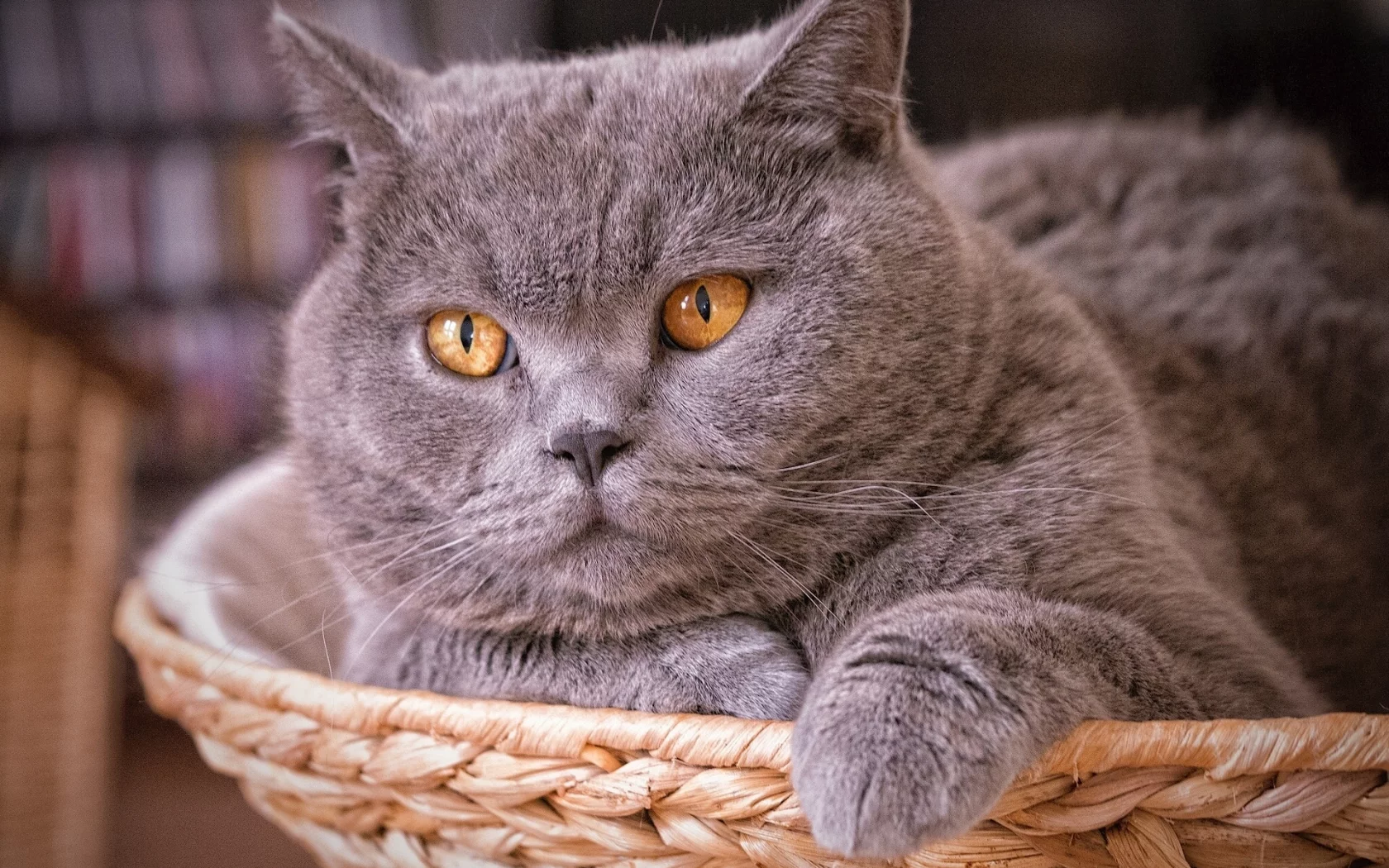 кот, взгляд
