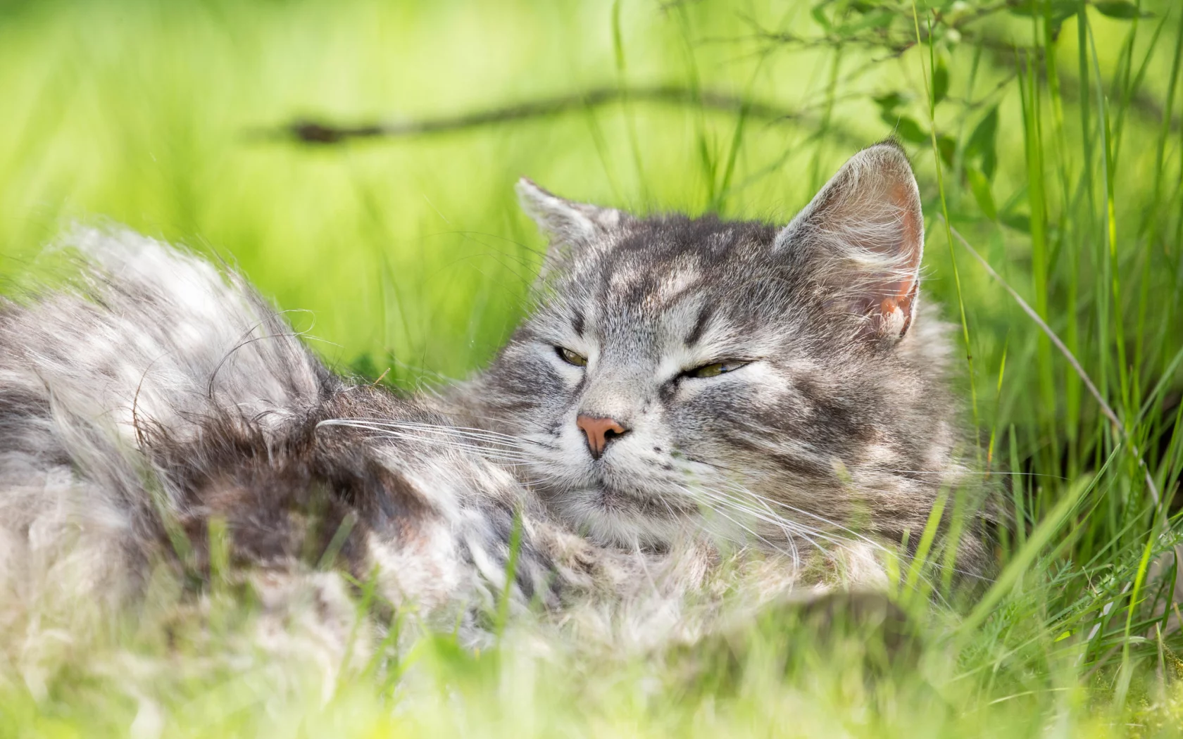 кот, кошак, котяра, лежит, травка