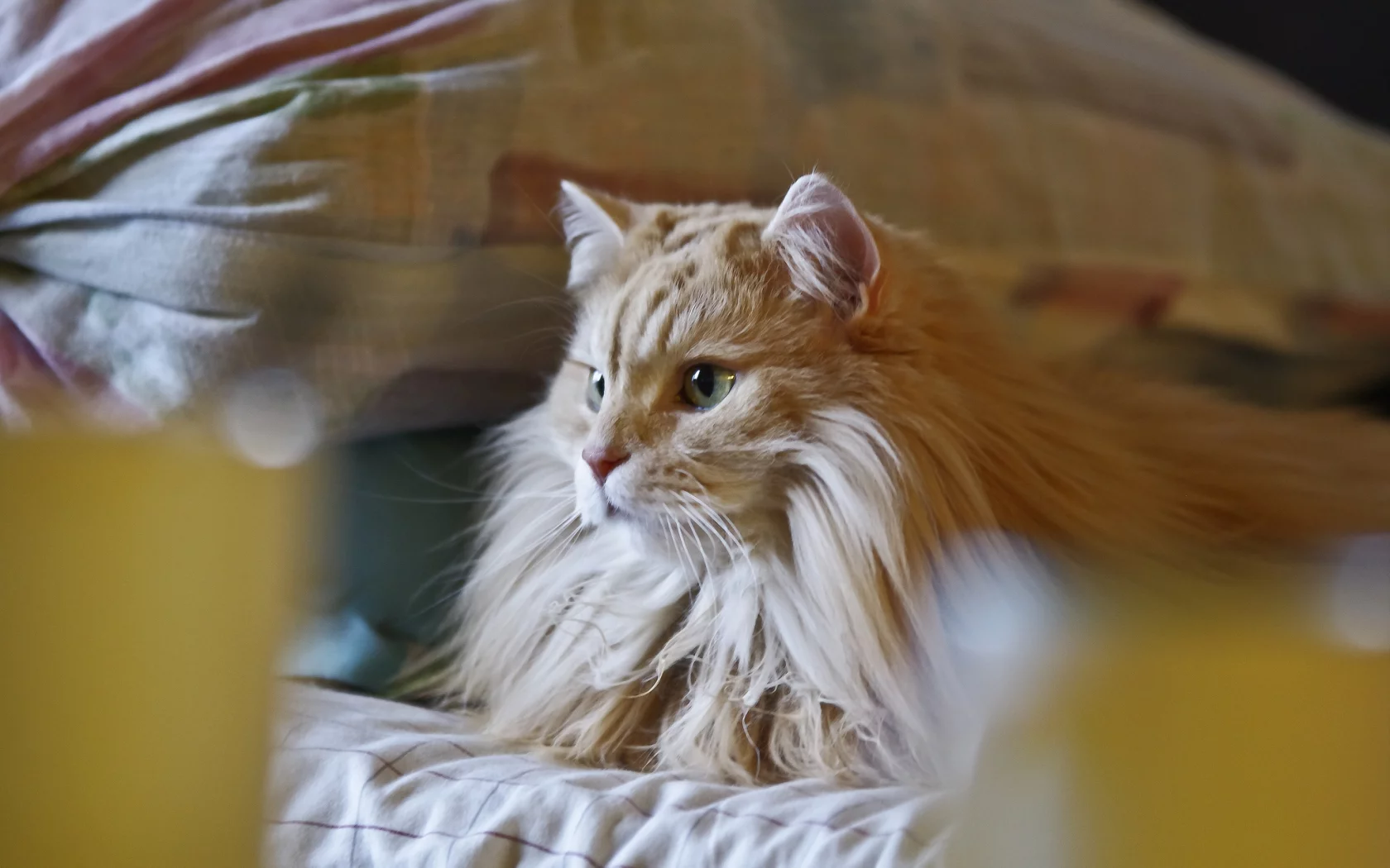 рыжий, пушистый, кот, кошка, лежит