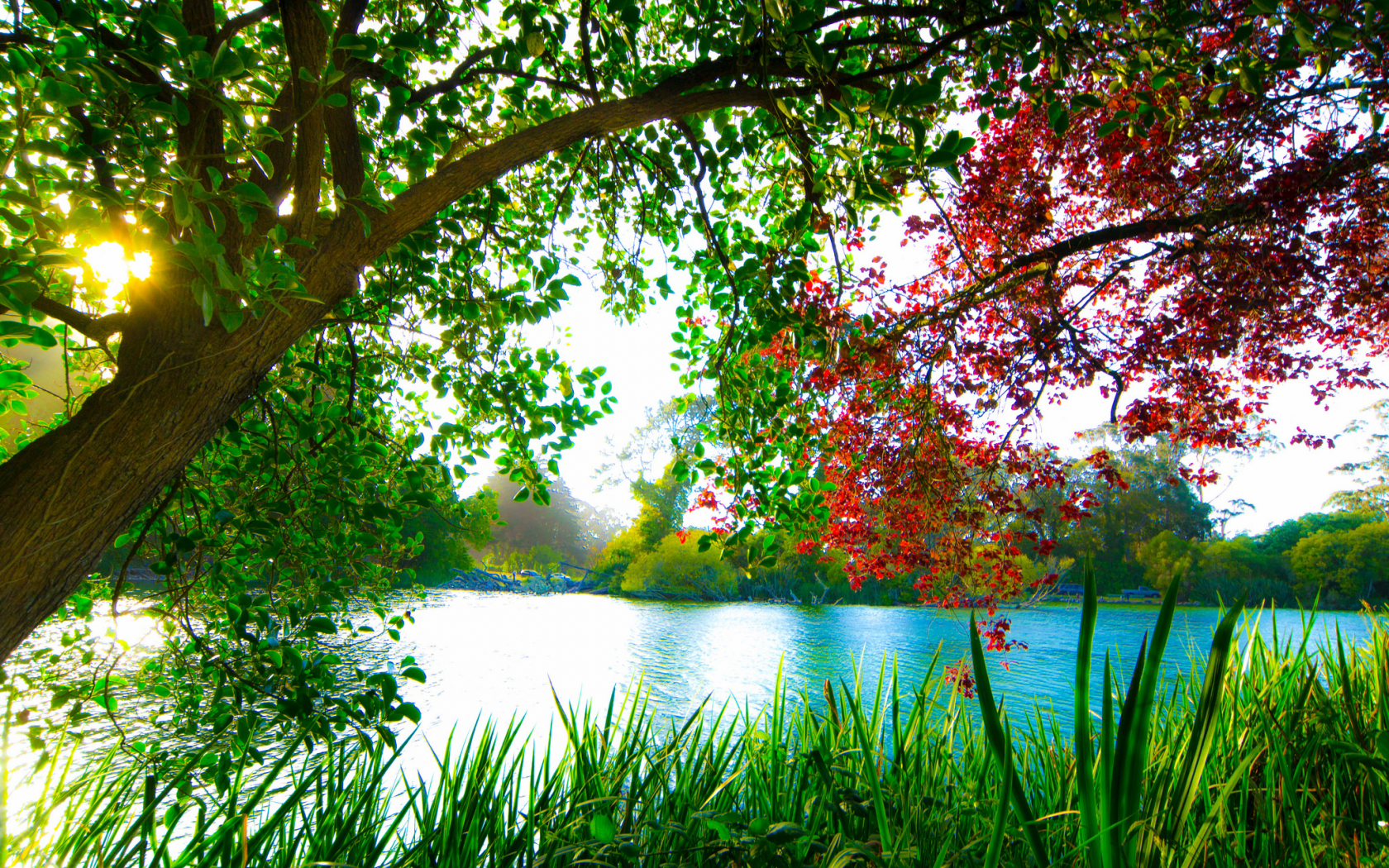озеро, деревья, красота