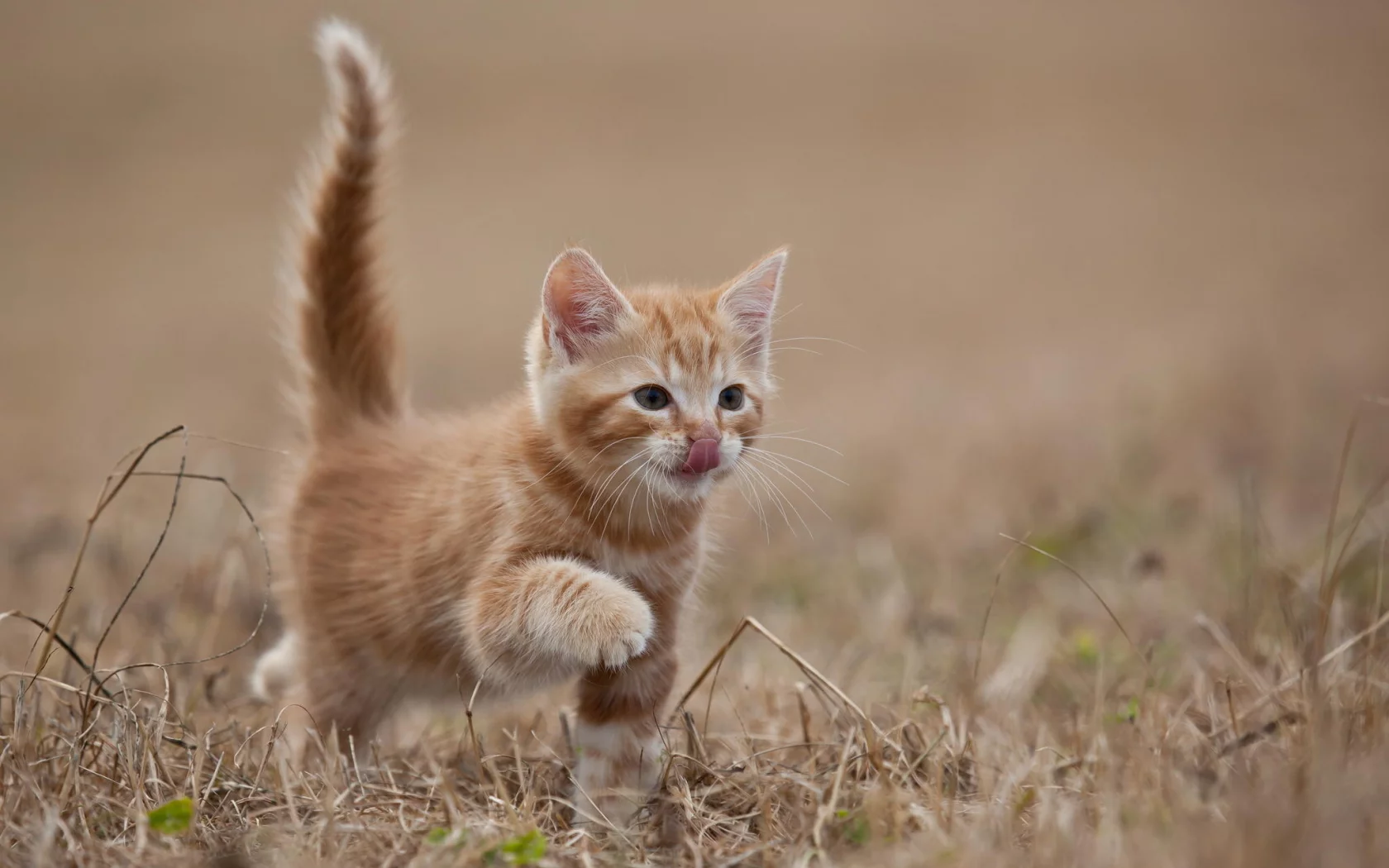 котенок, животные, кот, рыжий