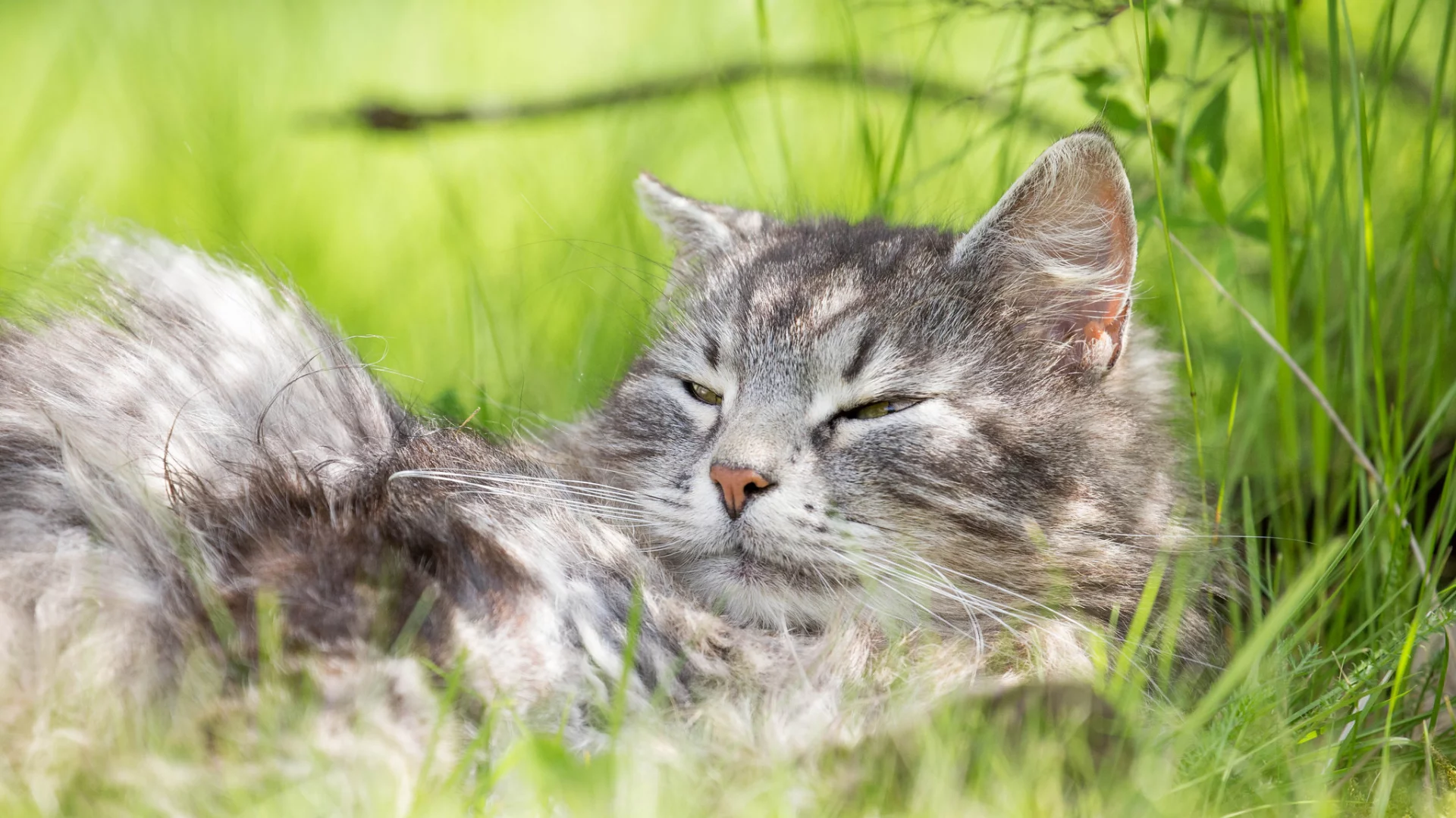 кот, кошак, котяра, лежит, травка