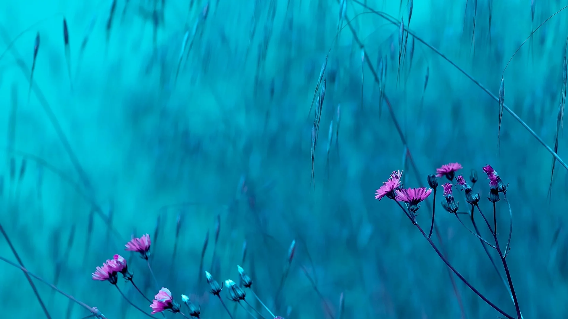 цветы, розовый, цветочки, цветки, голубой, фон, flowers