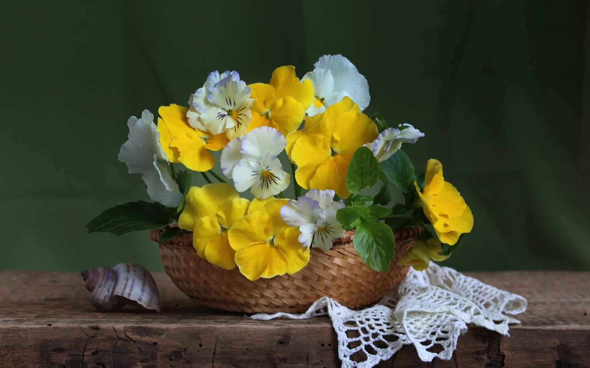 ракушка, анютины глазки