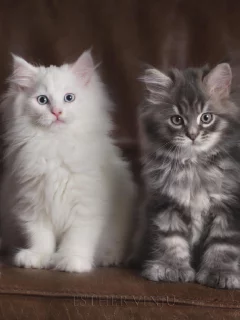 котята, диван, малыши, пушистые