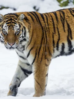 хищник, кошка, зима, снег, амурский тигр, тигр