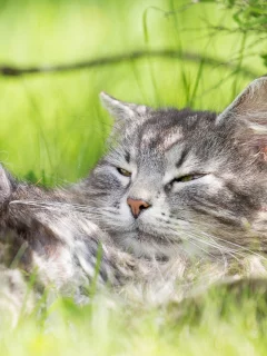 кот, кошак, котяра, лежит, травка