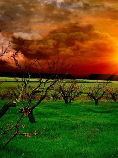 пейзаж, деревья, трава, облака, природа, небо, закат