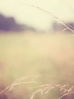 macro, blur, размытие, обои, макро, растение, plant