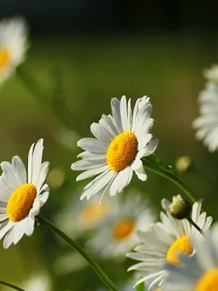цветок, цветы, цветочки, ромашки, белый, ромашка