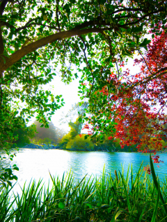 озеро, деревья, красота